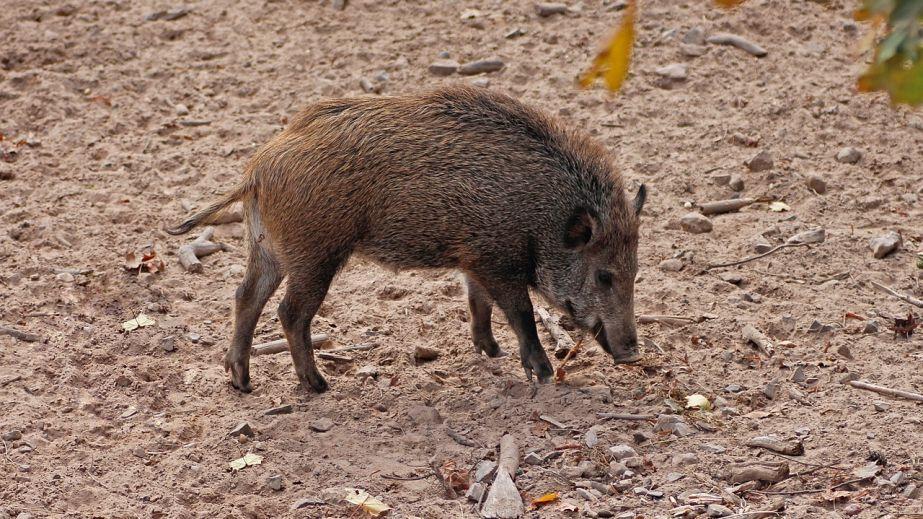 A wild boar roamed the streets of a city in Dnipropetrovsk region (VIDEO).