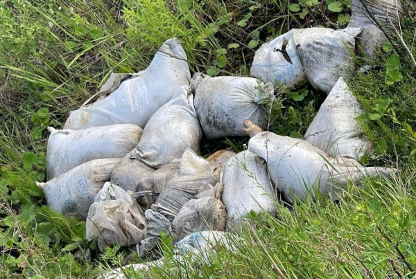 На Обухівщині екоінспектори виявили рештки свиней