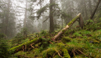 На Львівщині викрили керівників лісових господарств, які вирубали дерев на майже 65 мільйонів